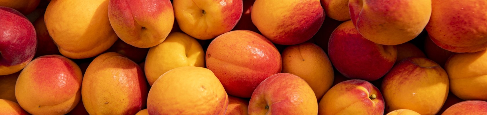 Marillen, &copy; Weinviertel Tourismus / POV_Robert Herbst