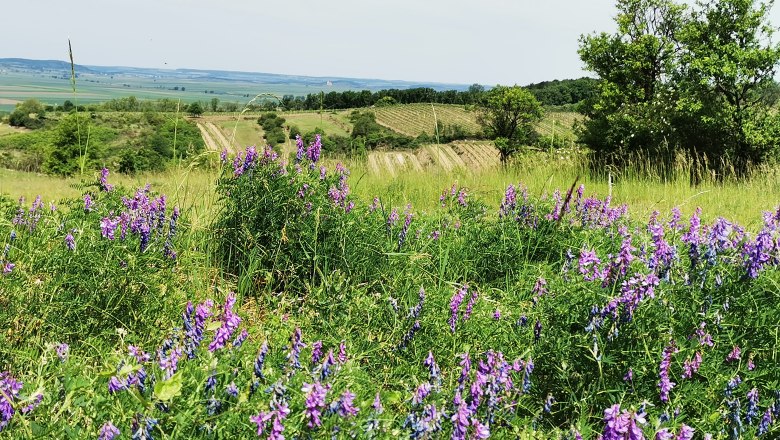 Blühende Wiese mit lila Blumen im Vordergrund, Weinberge und Felder im Hintergrund.