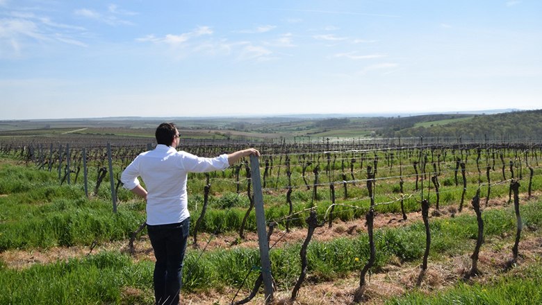 A person in a white shirt stands in a vineyard and looks into the distance.