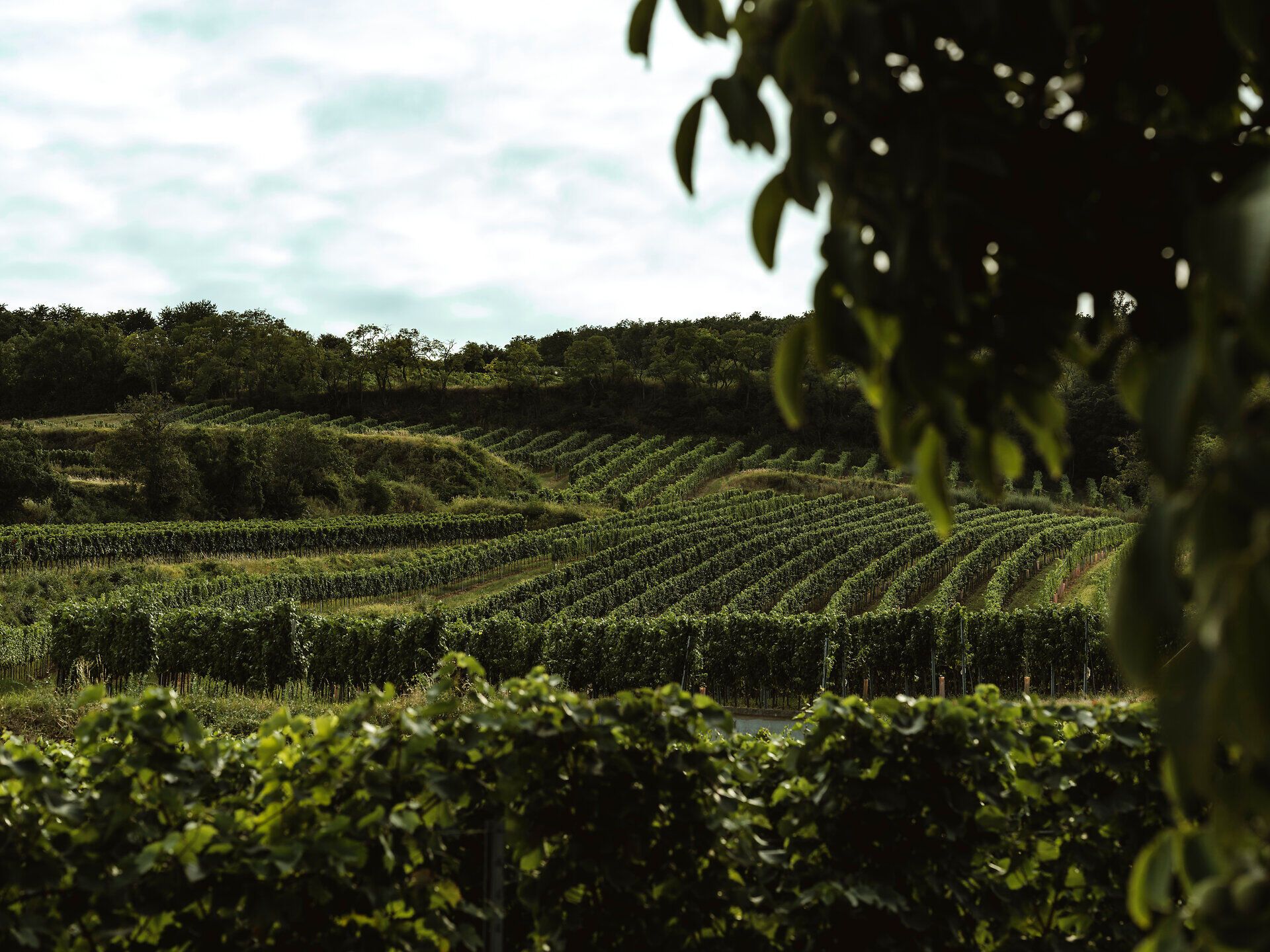 Die sanften Hügel der Weinlandschaft laden zu einem entspannten Spaziergang ein, während die Reben in der warmen Sonne leuchten. Hier, wo die Natur und die Kultur des Weinanbaus harmonisch verschmelzen, entfaltet sich eine malerische Kulisse, die das Herz eines jeden Weinliebhabers höher schlagen lässt.