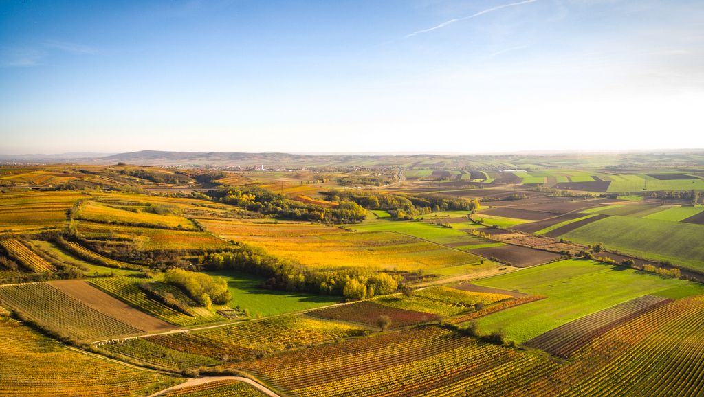 Landscape with vineyards and fields under a blue sky.