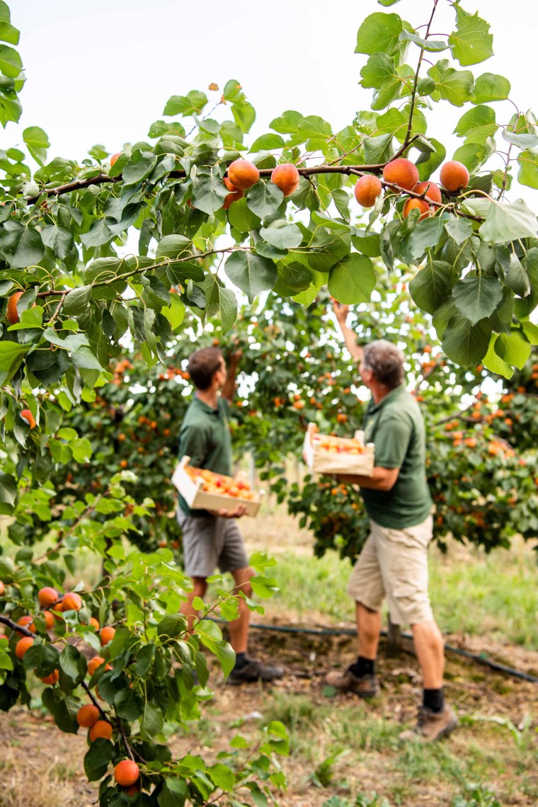 Weinviertel: größtes Marillenanbaugebiet, © Weinviertel Tourismus / Robert Herbst