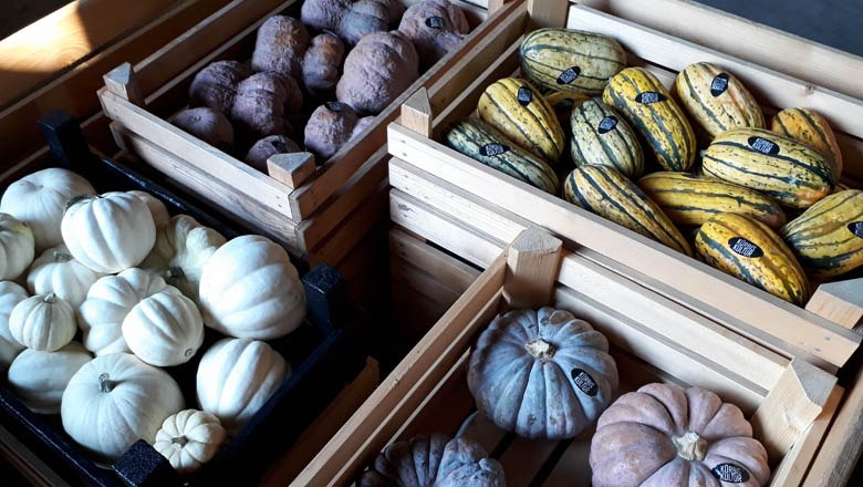 Pumpkin culture, © Kürbis Kultur