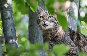 Wildkatzen, © NP Thayatal / C. Ebner