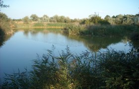 Ein ruhiger Teich mit Schilf und B&auml;umen im Hintergrund unter einem klaren blauen Himmel.