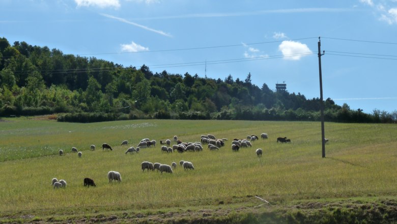 Schafherde auf einer Wiese vor einem bewaldeten Hügel mit Aussichtsturm.