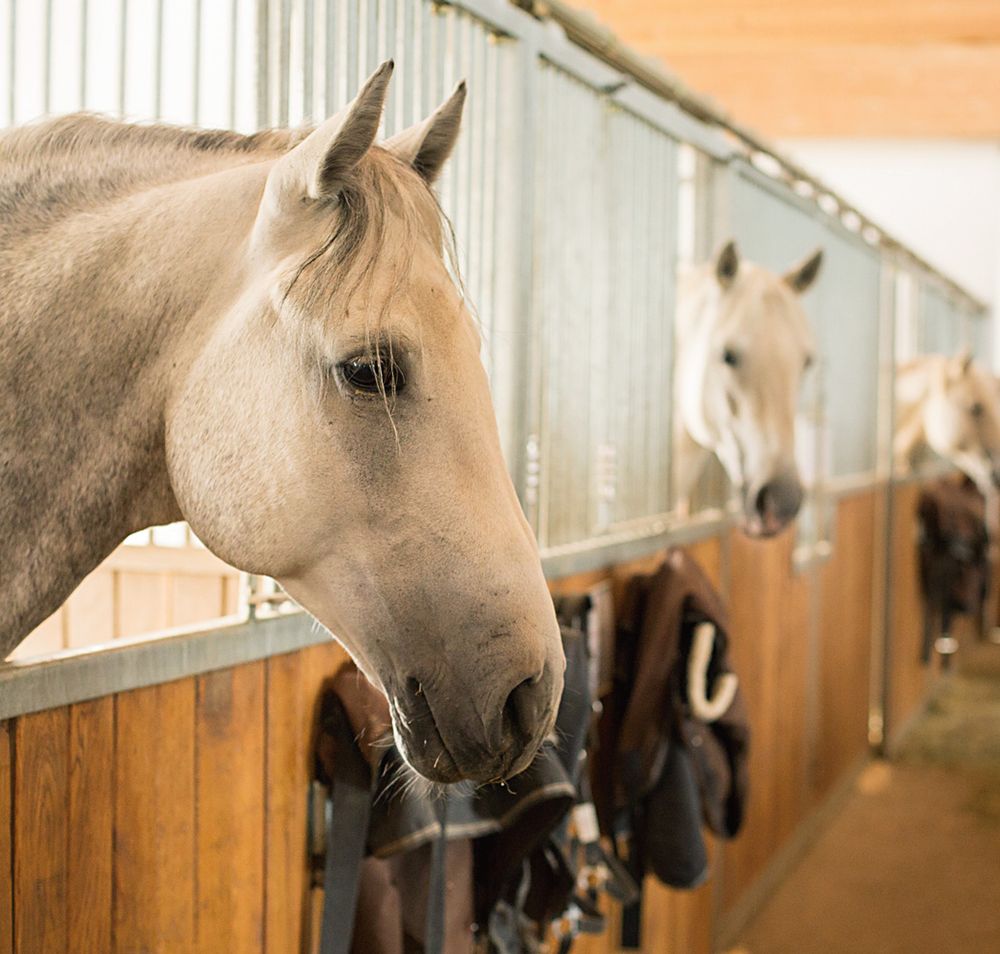 Pferde in einer Stallreihe mit Holzwänden und Metallgittern.